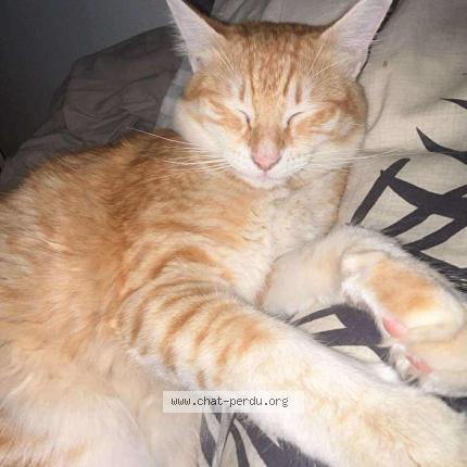 Foto 1/1 Magali Lajeunesse Chat perdido en Perpignan