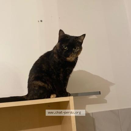 Foto 1/1 RUBY Chat perdido en Cucq