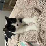 Foto del gato perdido en Le Pradet