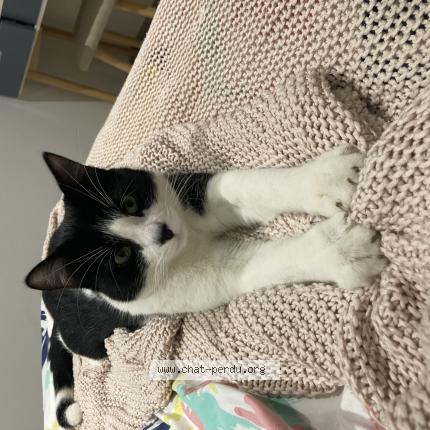 Foto 2/2 Tokyo Chat perdido en Le pradet