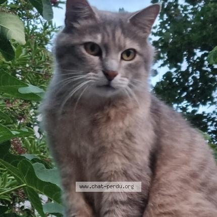 Foto 1/1 sacha Chat perdido en Saint germain en laye