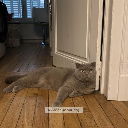 Foto 1/1 Stanislas Chat perdido en Nancy