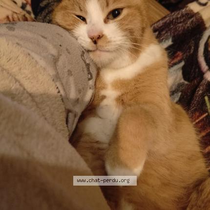 Foto 1/1 Nougat Chat perdido en Belle veyvres