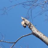 Foto del gato perdido en Wilmer