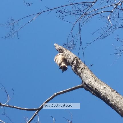 Foto 1/1 Athena Chat perdido en Wilmer