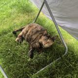 Foto del gato perdido en Bournezeau