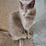 Foto del gato perdido en Voulx