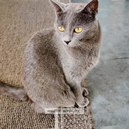 Foto 1/1 PRUNELLE Chat perdido en Voulx