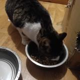 Foto de gato encontrado en Combourg