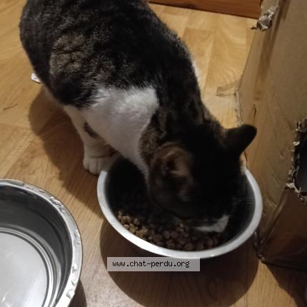 Foto 1/1 Gato encontrado Encontrado en Combourg