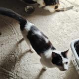 Foto del gato perdido en Dunet