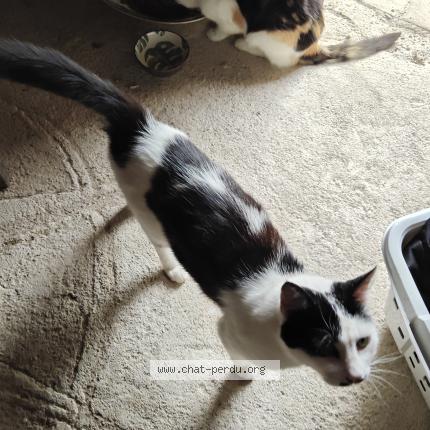 Foto 1/1 Moineau Chat perdido en Dunet