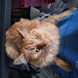 Foto del gato perdido en Sigoules