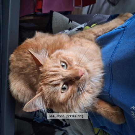 Foto 1/1 BALTHAZAR Chat perdido en Sigoules