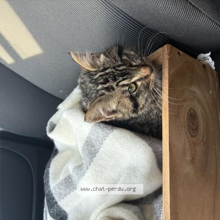 Foto 1/1 Gato encontrado Encontrado en Cran gevrier