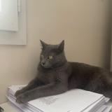 Foto del gato perdido en Ambares