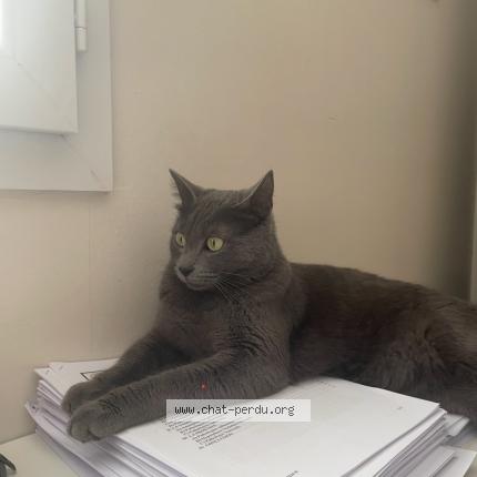 Foto 1/1 kirou Chat perdido en Ambares