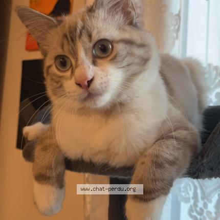 Foto 1/1 Knopk Chat perdido en Portet sur garonne