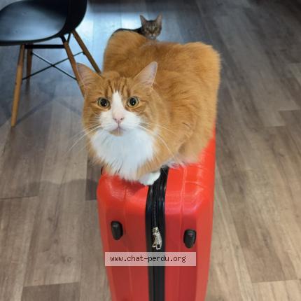 Foto 1/1 Simba Chat perdido en Bourges