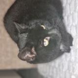 Foto de gato encontrado en Mandeure