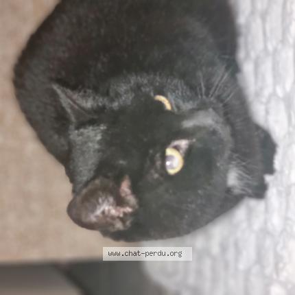 Foto 1/1 Gato encontrado Encontrado en Mandeure