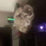 Foto del gato perdido en Philadelphia