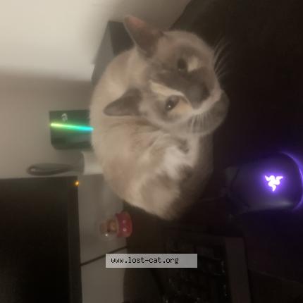 Foto 1/1 Snow Chat perdido en Philadelphia