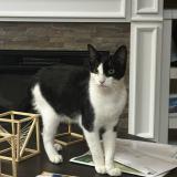 Foto del gato perdido en Doral