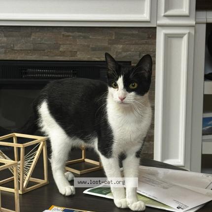 Foto 1/1 Valentina Chat perdido en Doral