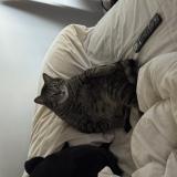 Foto del gato perdido en Dallas