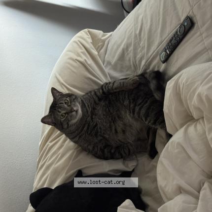 Foto 1/1 mr man Chat perdido en Dallas