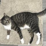 Foto del gato perdido en West Hempstead