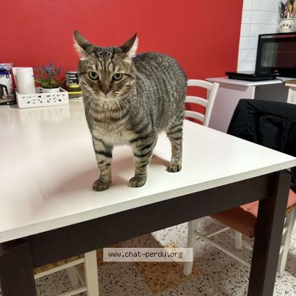 Foto 1/1 Blue Chat perdido en Ouroux sur saone