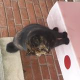 Foto de gato encontrado en Villemur Sur Tarn