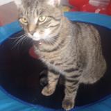 Foto del gato perdido en Winnipeg