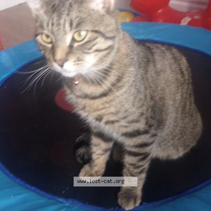 Foto 1/1 Onyx Chat perdido en Winnipeg