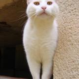 Foto del gato perdido en Orban