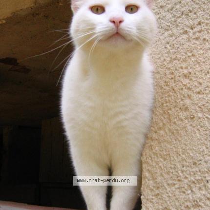 Foto 1/1 Cooky Chat perdido en Orban