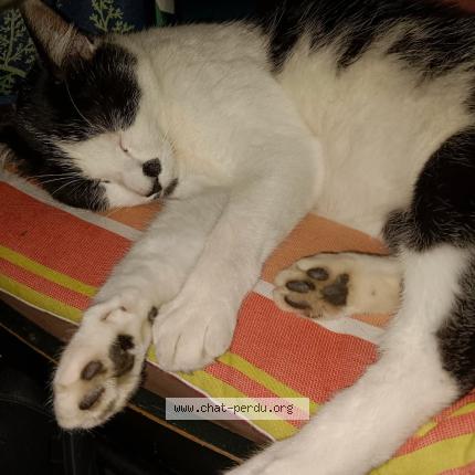 Foto 1/1 Sid Chat perdido en Ploermel