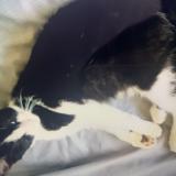 Foto del gato perdido en Hermies