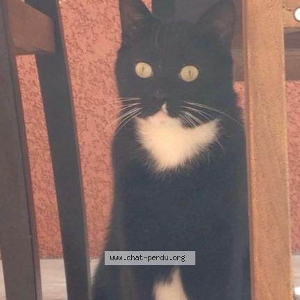 Foto 1/1 Figaro Chat perdido en Gaillac