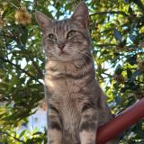 Foto del gato perdido en Venissieux