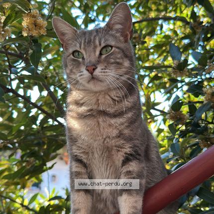 Foto 1/1 mya Chat perdido en Venissieux