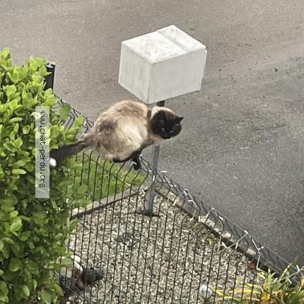 Foto 1/1 Gato encontrado Encontrado en Dirinon