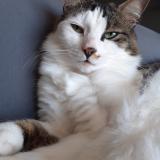 Foto del gato perdido en Champagne