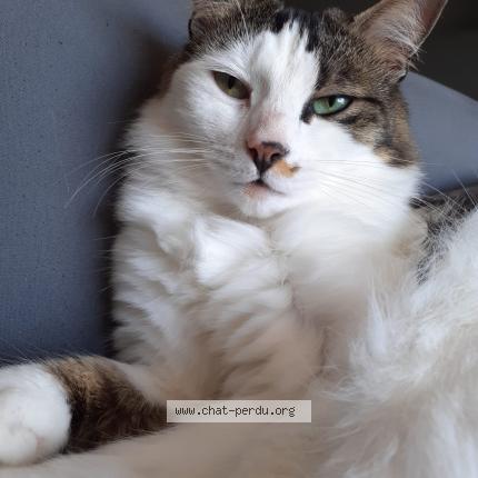 Foto 1/1 Plume Chat perdido en Champagne