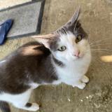 Foto del gato perdido en Champagne