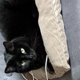 Foto del gato perdido en Caen