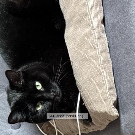 Foto 1/1 Jane Chat perdido en Caen