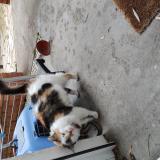 Foto de gato encontrado en Beaune La Rolande